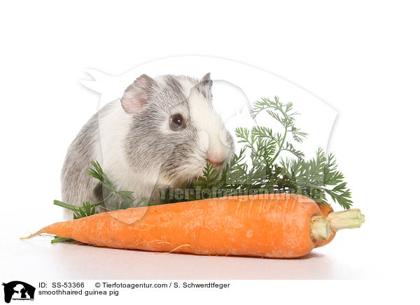 Glatthaarmeerschweinchen / smoothhaired guinea pig / SS-53366
