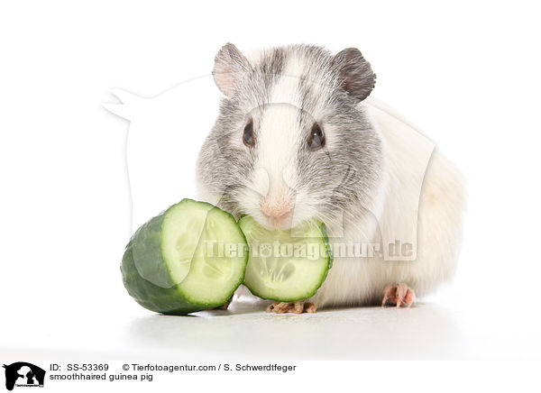 Glatthaarmeerschweinchen / smoothhaired guinea pig / SS-53369