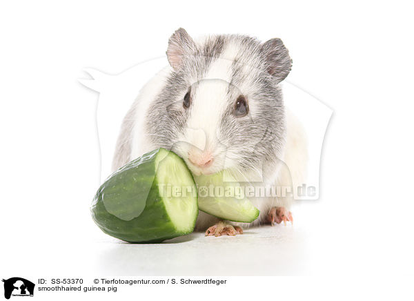 smoothhaired guinea pig / SS-53370