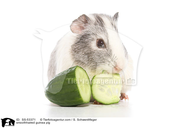smoothhaired guinea pig / SS-53371
