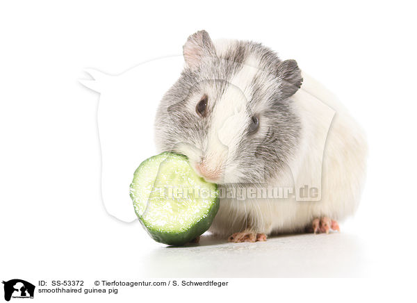 smoothhaired guinea pig / SS-53372