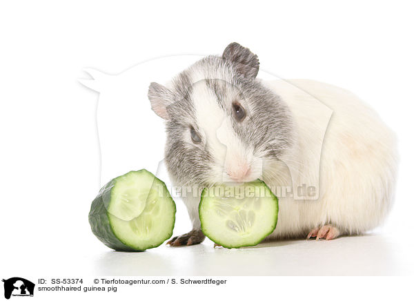 smoothhaired guinea pig / SS-53374
