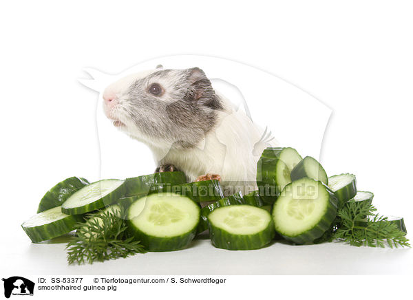 smoothhaired guinea pig / SS-53377