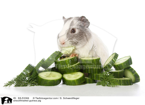 smoothhaired guinea pig / SS-53384