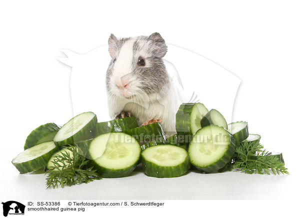 smoothhaired guinea pig / SS-53386