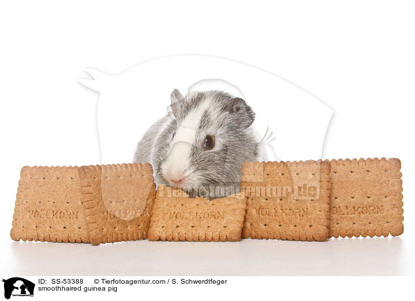 smoothhaired guinea pig / SS-53388