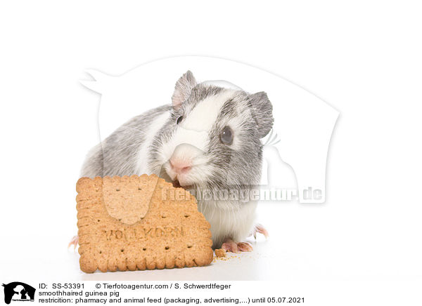smoothhaired guinea pig / SS-53391