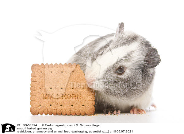 smoothhaired guinea pig / SS-53394