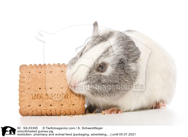 smoothhaired guinea pig / SS-53395