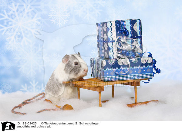 Glatthaarmeerschweinchen / smoothhaired guinea pig / SS-53425