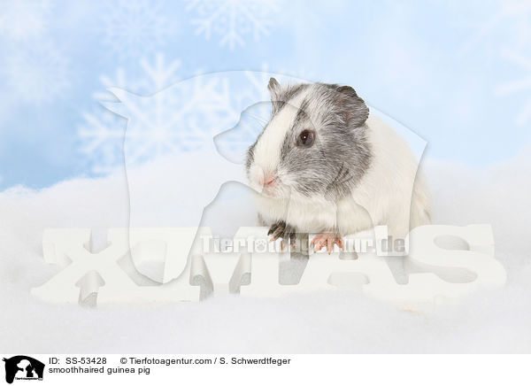 Glatthaarmeerschweinchen / smoothhaired guinea pig / SS-53428