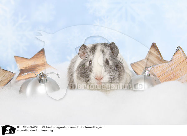 Glatthaarmeerschweinchen / smoothhaired guinea pig / SS-53429