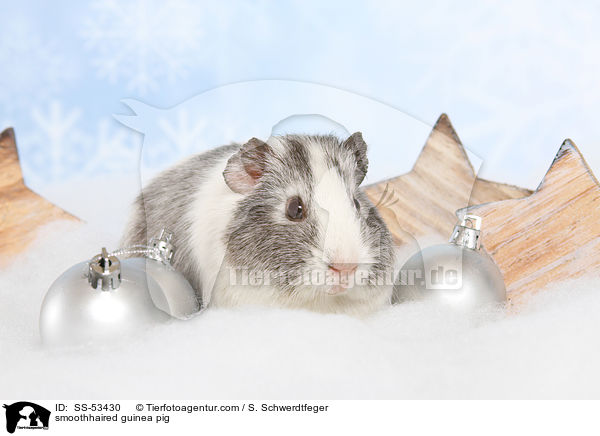 Glatthaarmeerschweinchen / smoothhaired guinea pig / SS-53430