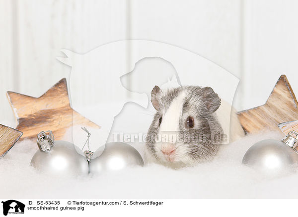 smoothhaired guinea pig / SS-53435