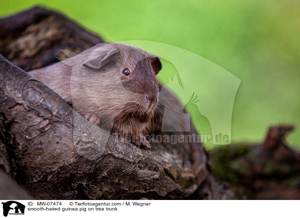 smooth-haired guinea pig on tree trunk / MW-07474