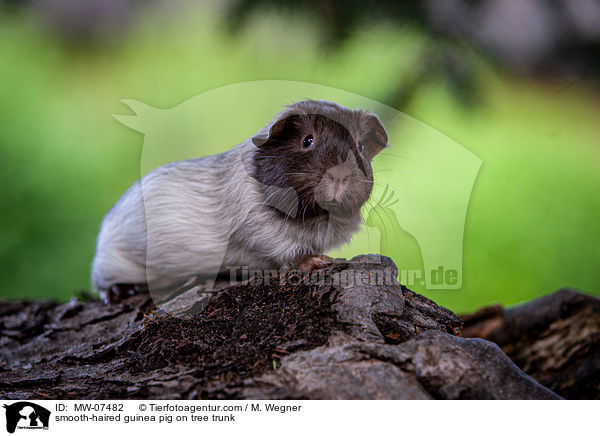 smooth-haired guinea pig on tree trunk / MW-07482