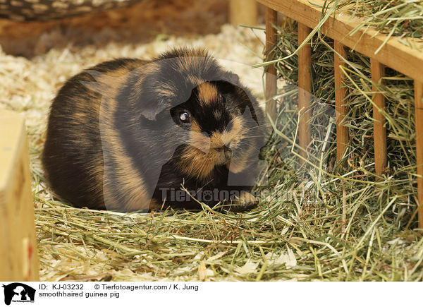 smoothhaired guinea pig / KJ-03232