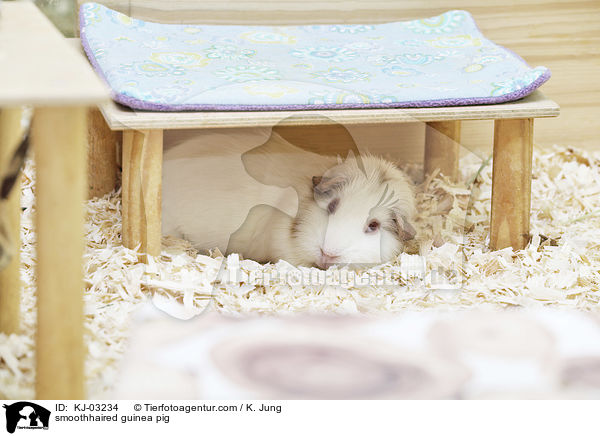 smoothhaired guinea pig / KJ-03234