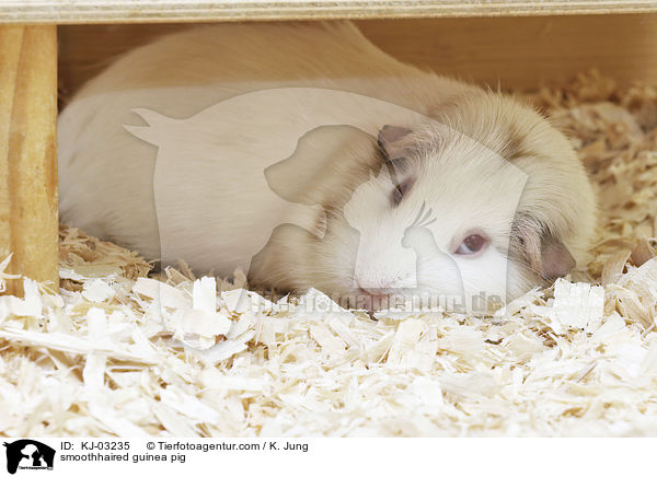 smoothhaired guinea pig / KJ-03235