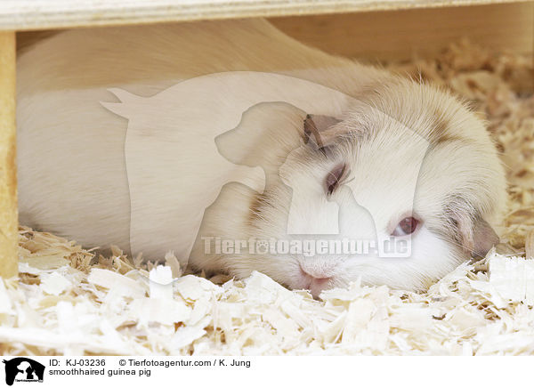 Glatthaarmeerschweinchen / smoothhaired guinea pig / KJ-03236