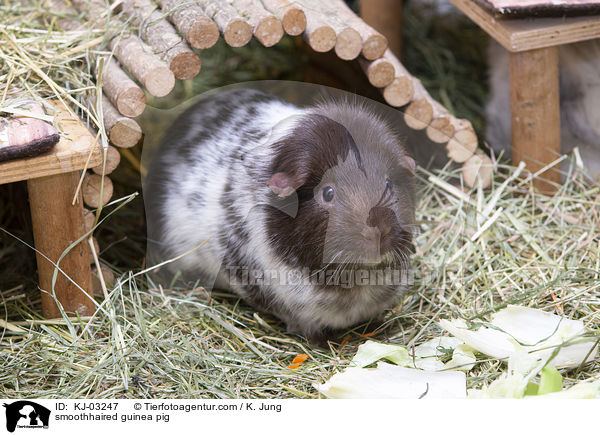 Glatthaarmeerschweinchen / smoothhaired guinea pig / KJ-03247