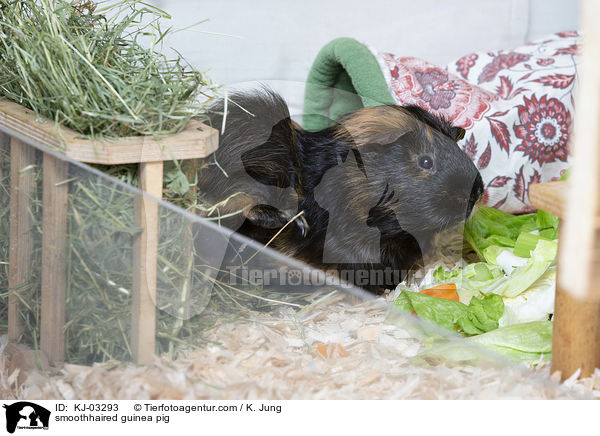 Glatthaarmeerschweinchen / smoothhaired guinea pig / KJ-03293