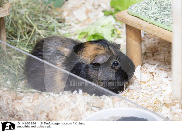 Glatthaarmeerschweinchen / smoothhaired guinea pig / KJ-03294