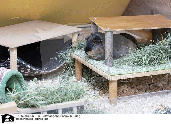 smoothhaired guinea pig / KJ-03296