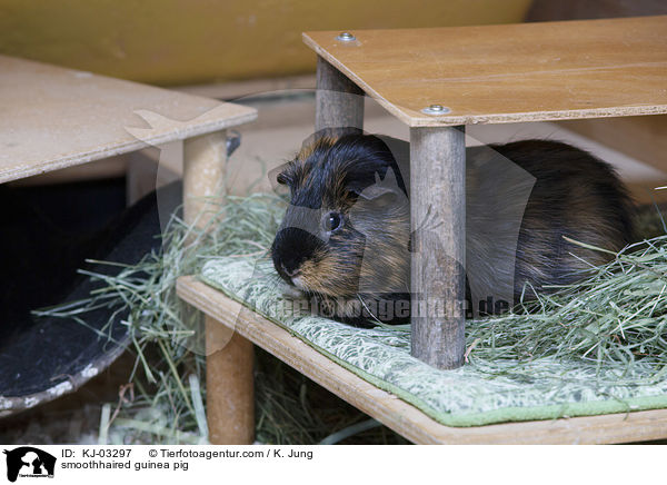 smoothhaired guinea pig / KJ-03297