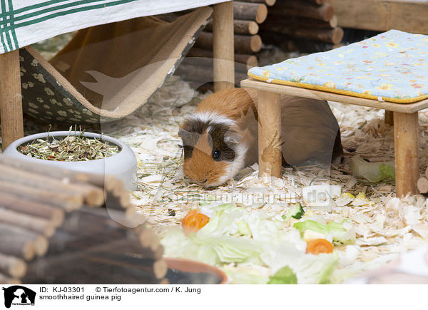 smoothhaired guinea pig / KJ-03301