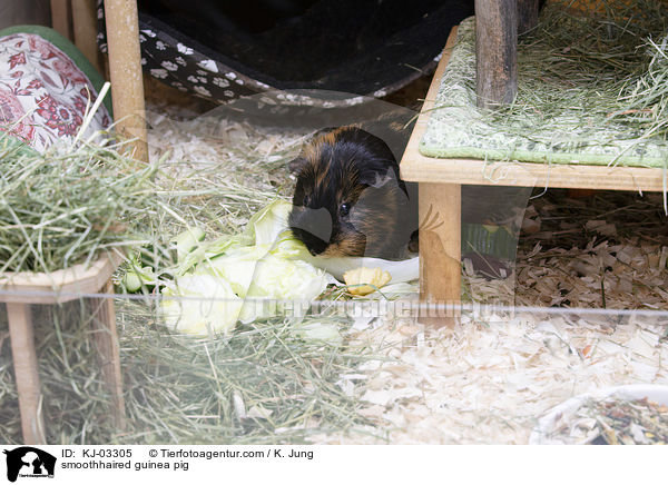 Glatthaarmeerschweinchen / smoothhaired guinea pig / KJ-03305