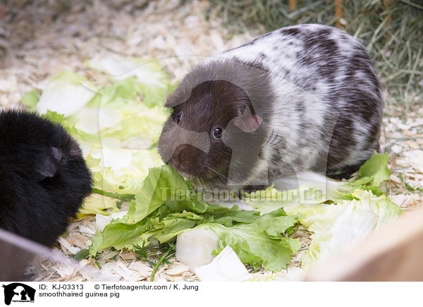 Glatthaarmeerschweinchen / smoothhaired guinea pig / KJ-03313