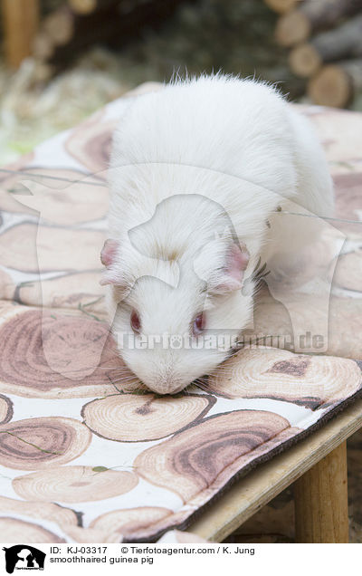 smoothhaired guinea pig / KJ-03317