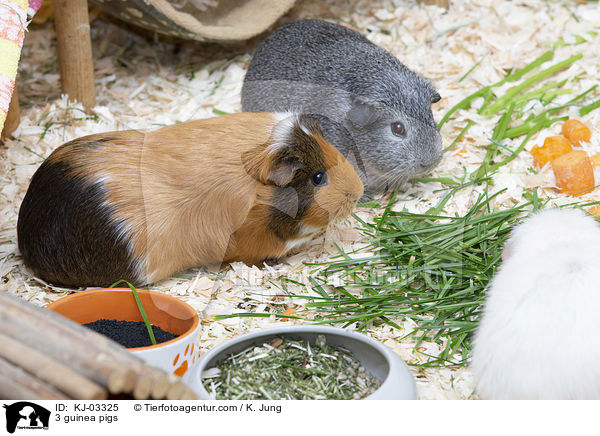 3 Meerschweinchen / 3 guinea pigs / KJ-03325