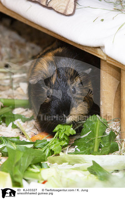 Glatthaarmeerschweinchen / smoothhaired guinea pig / KJ-03327