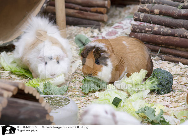 3 Meerschweinchen / 3 guinea pigs / KJ-03352