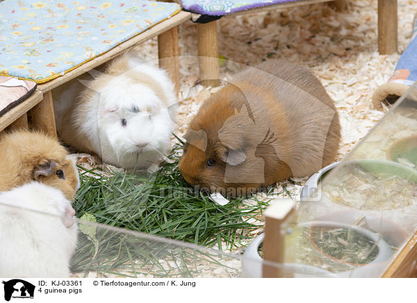 4 Meerschweinchen / 4 guinea pigs / KJ-03361