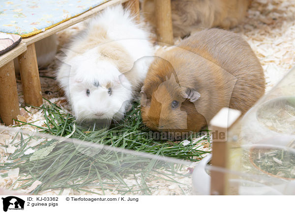 2 Meerschweinchen / 2 guinea pigs / KJ-03362