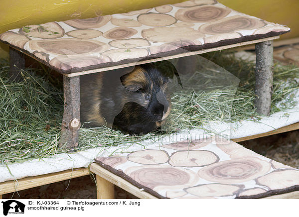 smoothhaired guinea pig / KJ-03364