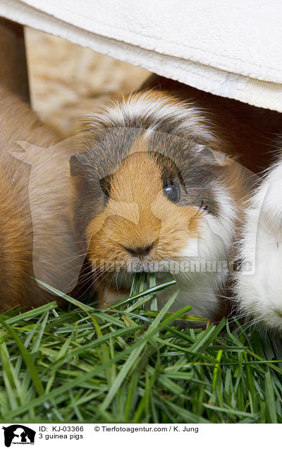 3 Meerschweinchen / 3 guinea pigs / KJ-03366