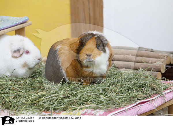 2 Meerschweinchen / 2 guinea pigs / KJ-03367