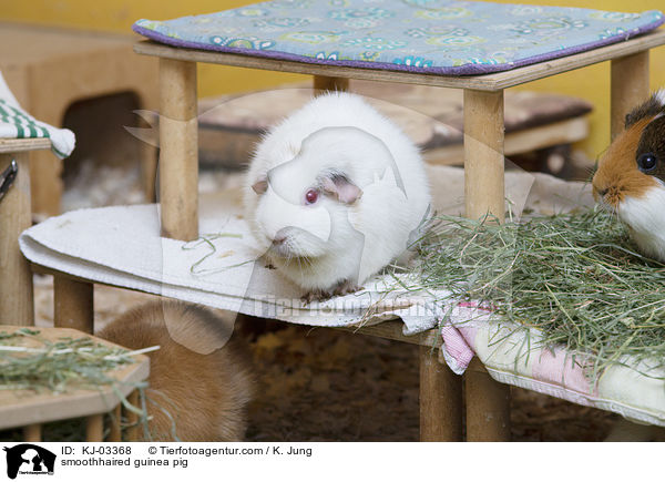 smoothhaired guinea pig / KJ-03368