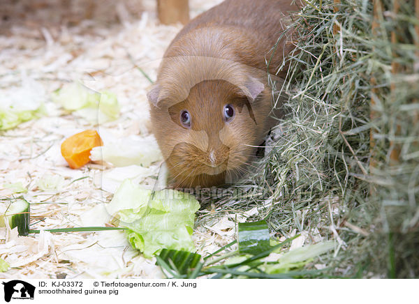 Glatthaarmeerschweinchen / smoothhaired guinea pig / KJ-03372