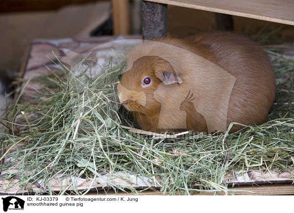 Glatthaarmeerschweinchen / smoothhaired guinea pig / KJ-03379