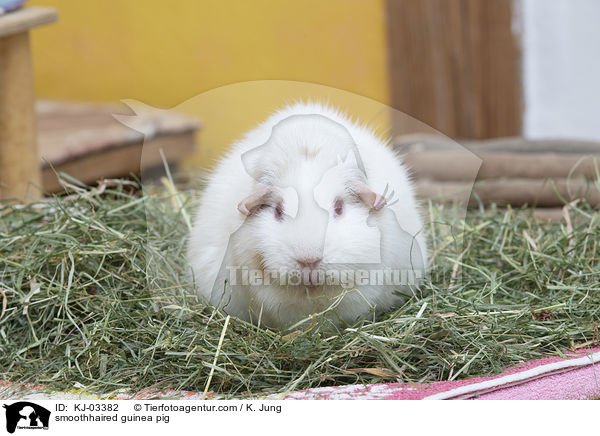 Glatthaarmeerschweinchen / smoothhaired guinea pig / KJ-03382