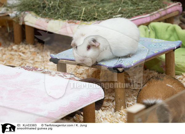 Glatthaarmeerschweinchen / smoothhaired guinea pig / KJ-03383