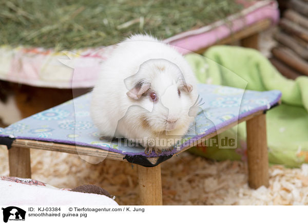 Glatthaarmeerschweinchen / smoothhaired guinea pig / KJ-03384