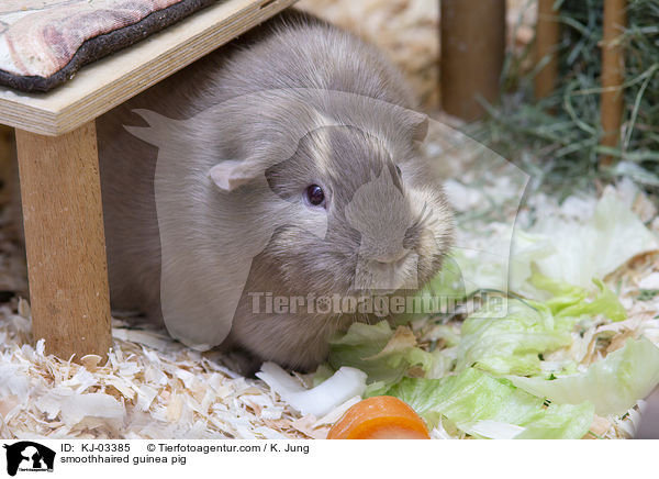 smoothhaired guinea pig / KJ-03385