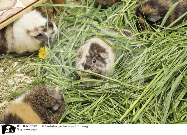 5 Meerschweinchen / 5 guinea pigs / KJ-03392