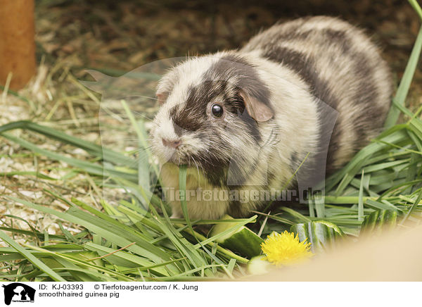 smoothhaired guinea pig / KJ-03393